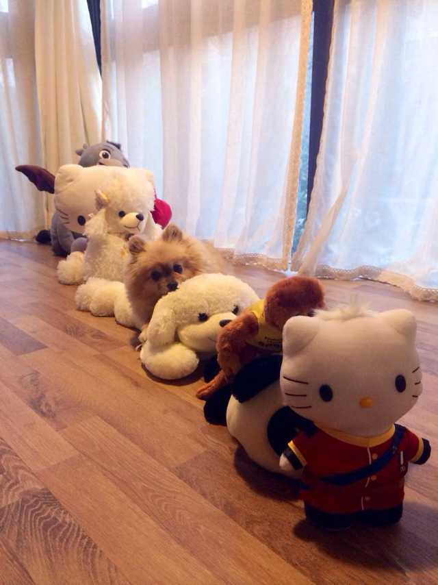 養(yǎng)兩只狗要幾個(gè)狗廁所_上班養(yǎng)串串狗好不好養(yǎng)_怎么是養(yǎng)狗