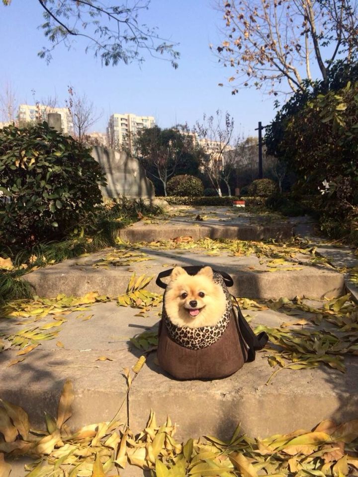 上班養(yǎng)串串狗好不好養(yǎng)_怎么是養(yǎng)狗_養(yǎng)兩只狗要幾個(gè)狗廁所
