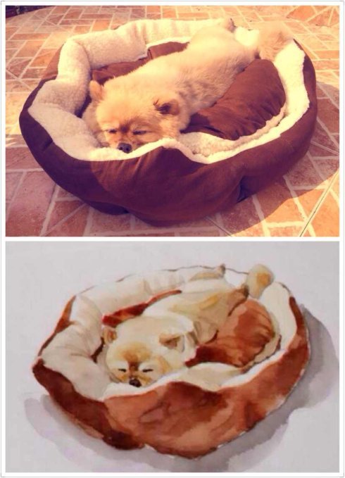 狗養(yǎng)大的老虎不咬狗_多肉是要貴養(yǎng)還是賤養(yǎng),_怎么是養(yǎng)狗