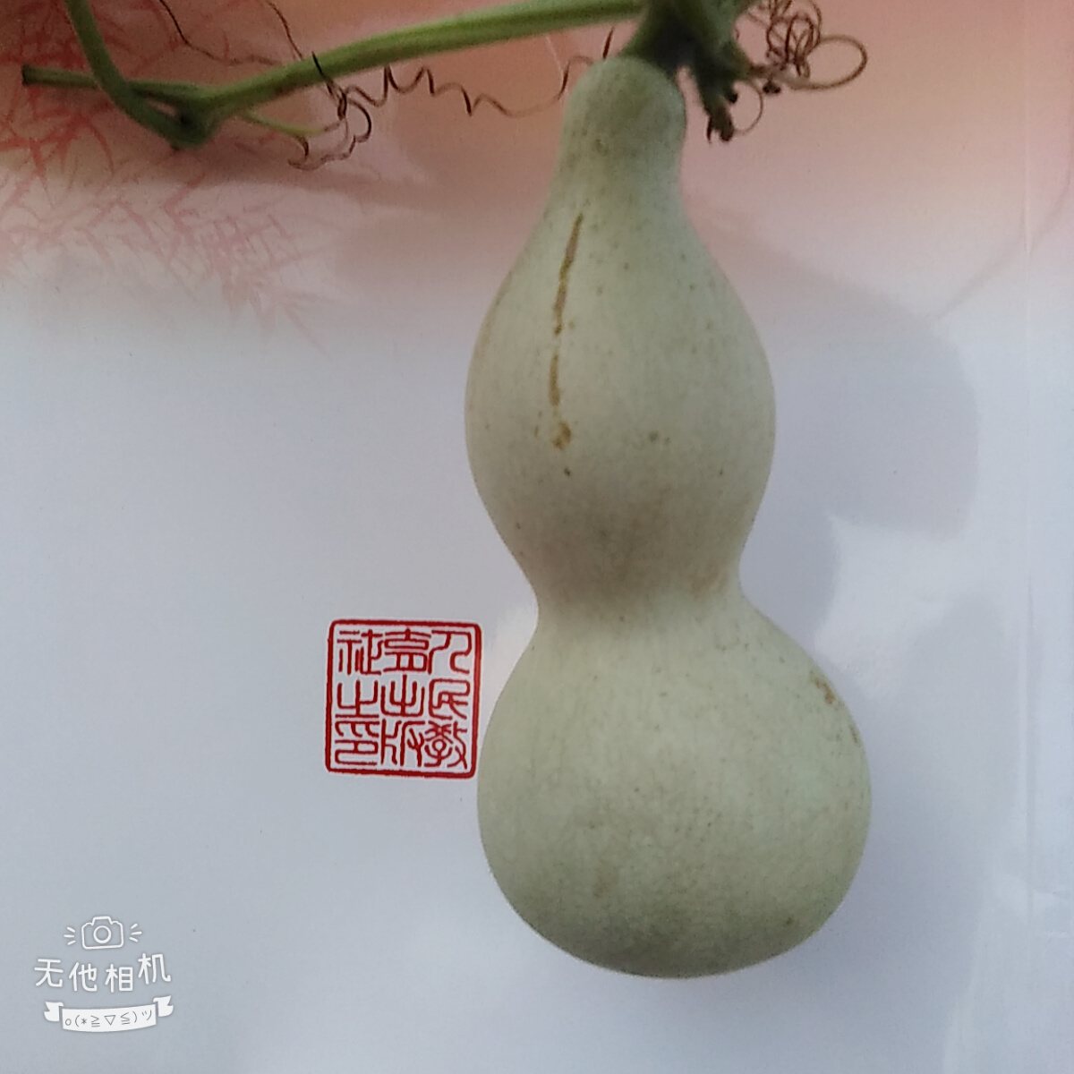 狗養(yǎng)大的老虎不咬狗_多肉是要貴養(yǎng)還是賤養(yǎng),_怎么是養(yǎng)狗