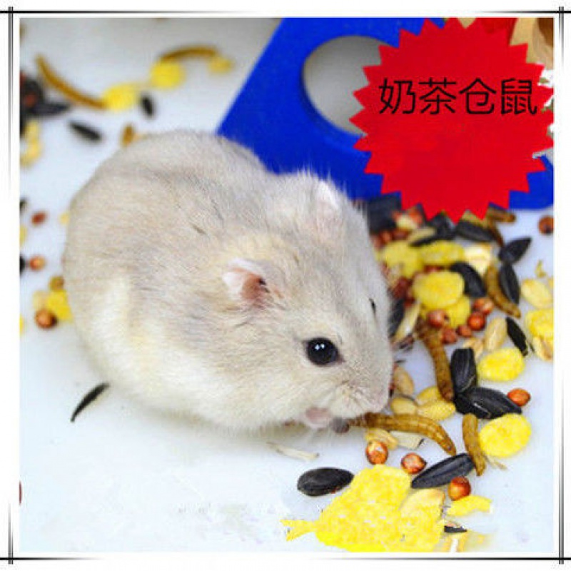 新手養(yǎng)什么狗最好,要聰明的狗_廣州養(yǎng)狗條例_泰迪狗好養(yǎng)還是比熊好養(yǎng)