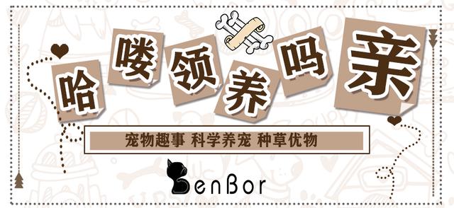為什么智商第一的邊牧不能成為導盲犬？邊牧：養(yǎng)我附贈健身套餐哦