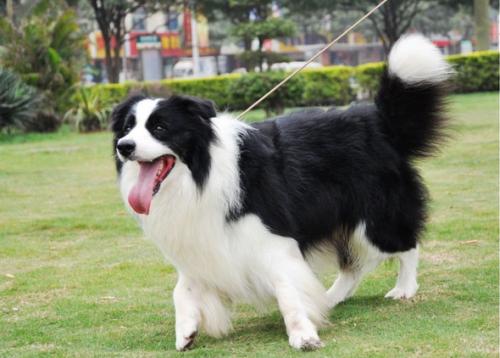 為什么智商第一的邊牧不能成為導盲犬？邊牧：養(yǎng)我附贈健身套餐哦