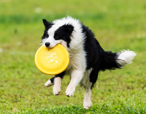 為什么智商第一的邊牧不能成為導盲犬？邊牧：養(yǎng)我附贈健身套餐哦
