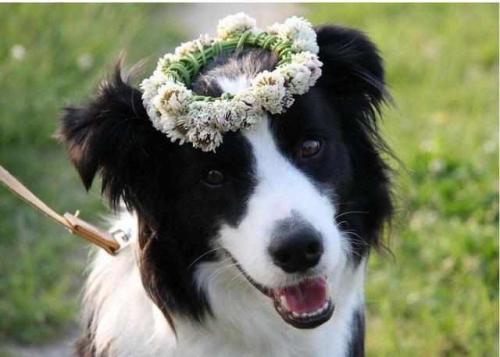 為什么智商第一的邊牧不能成為導盲犬？邊牧：養(yǎng)我附贈健身套餐哦