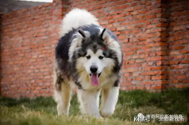 狗狗的品種與價錢介紹_大耳朵狗立狗品種大全_狗品種介紹