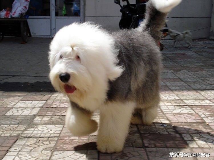 狗品種介紹_大耳朵狗立狗品種大全_狗狗的品種與價錢介紹