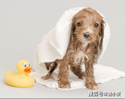 兒童游樂設備在擺放方面需要注意哪些事項_養(yǎng)貴賓狗需要注意什么_養(yǎng)狗注意事項