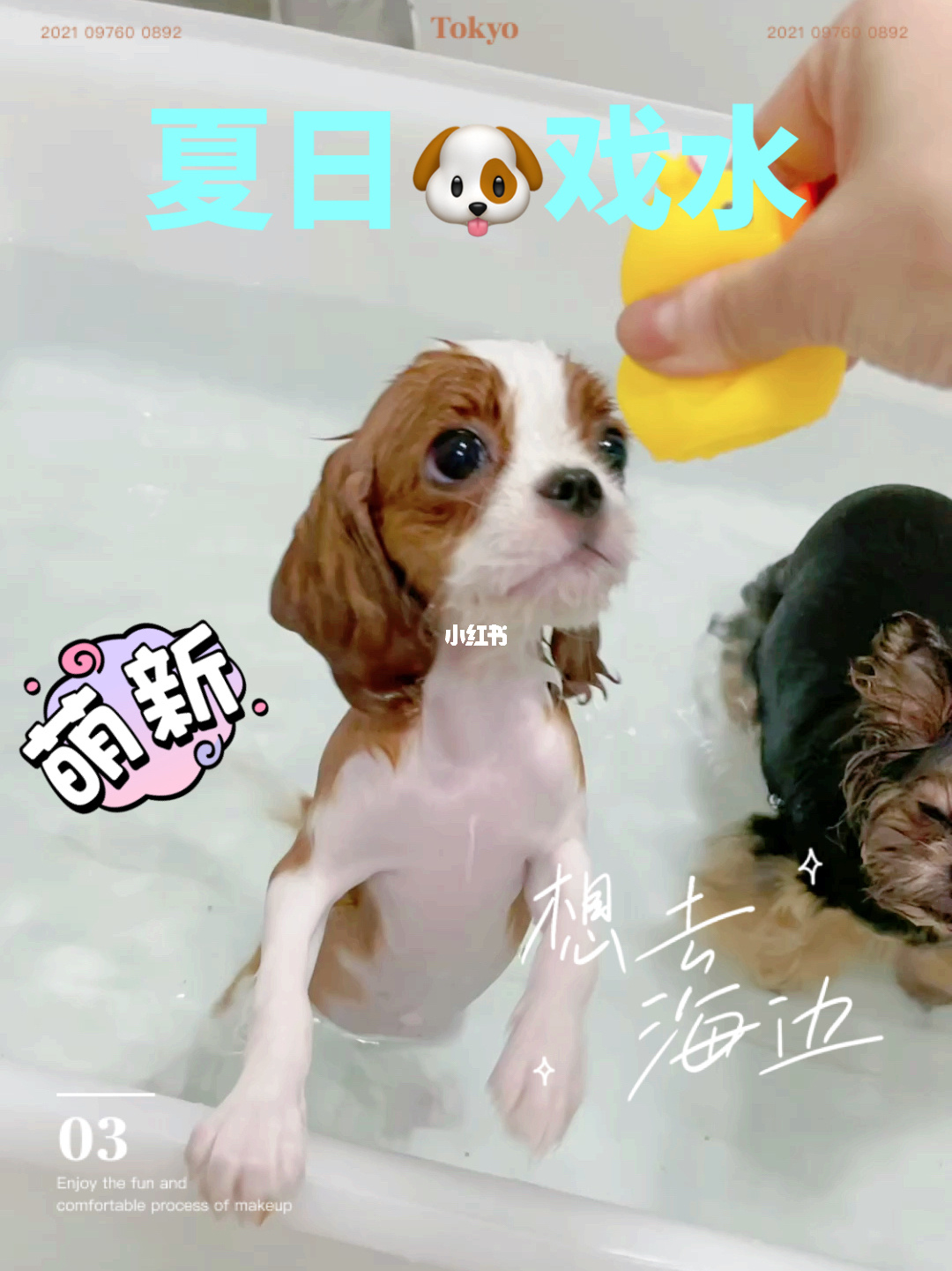 兒童游樂設備在擺放方面需要注意哪些事項_養(yǎng)貴賓狗需要注意什么_養(yǎng)狗注意事項