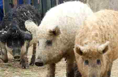 雜交動物狗_人和那種動物可能雜交_雜交動物狗