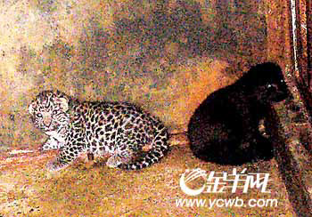 人和那種動物可能雜交_雜交動物狗_雜交動物狗