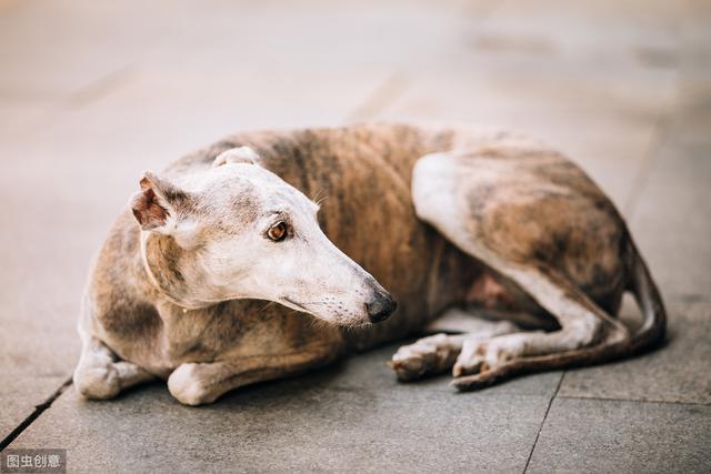 靈蹄細犬和格力犬的區(qū)別