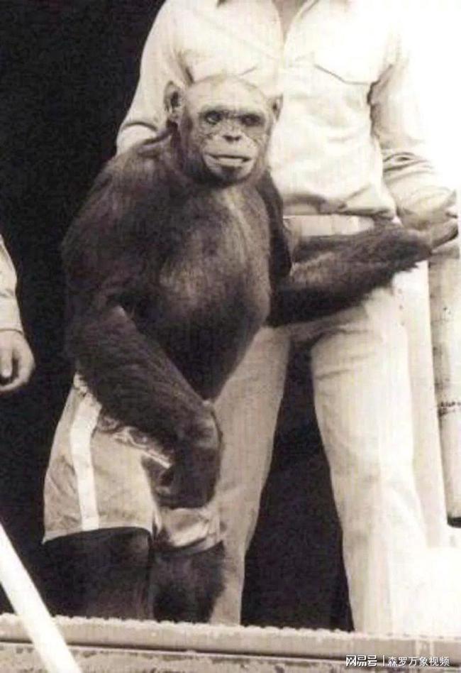 動物性行為狗和豬雜交_雜交動物有哪些_雜交動物狗