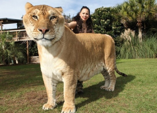 雜交動物狗_動物性行為狗和豬雜交_雜交動物有哪些