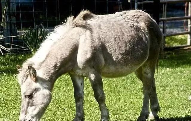 動物性行為狗和豬雜交_雜交動物有哪些_雜交動物狗