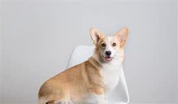 柯基犬和這5種狗狗生下的混血犬，流水的外表，鐵打的短腿