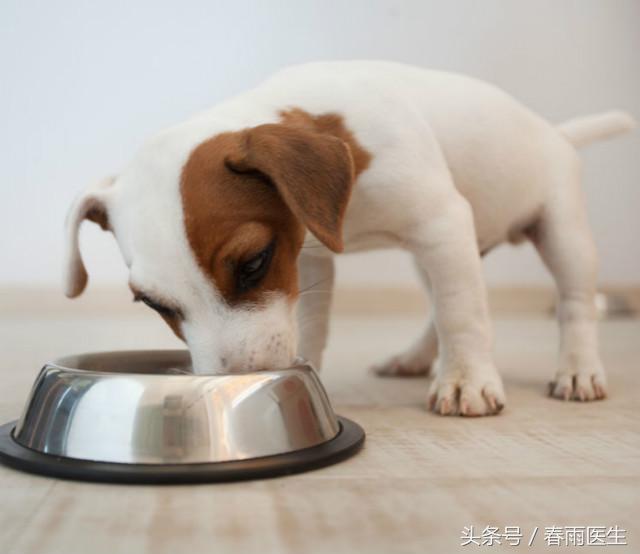 講真的，只是被狗蹭破了皮也要打狂犬疫苗嗎？｜十萬(wàn)個(gè)求生指南