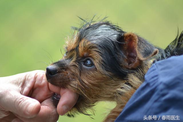 講真的，只是被狗蹭破了皮也要打狂犬疫苗嗎？｜十萬(wàn)個(gè)求生指南
