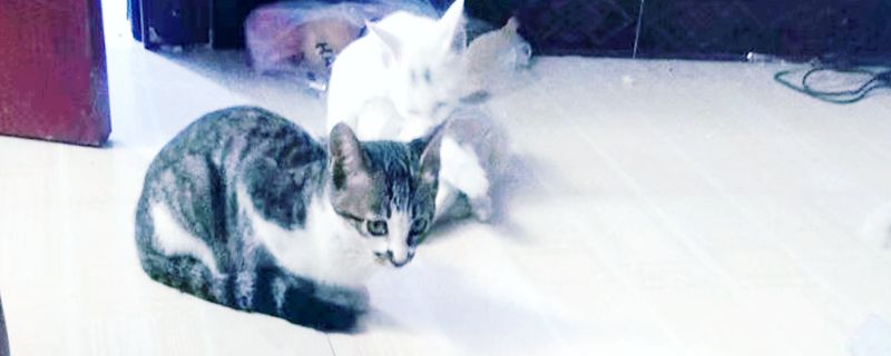 貓媽 哺乳 絕育_貓是哺乳動物嗎_哺乳期的母貓可以吃貓寧嗎