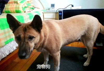 寵物狗排名大全價格及圖片