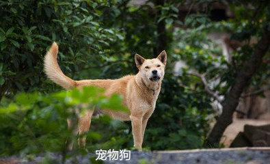 寵物狗排名大全價格及圖片