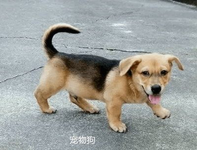 超萌寵物狗品種大全及價格