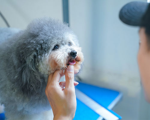 撫順哪有學(xué)狗狗美容的_狗狗美容_學(xué)狗狗美容