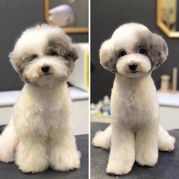 撫順哪有學(xué)狗狗美容的_學(xué)狗狗美容_狗狗美容