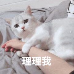 楊冪養(yǎng)貓的照片
