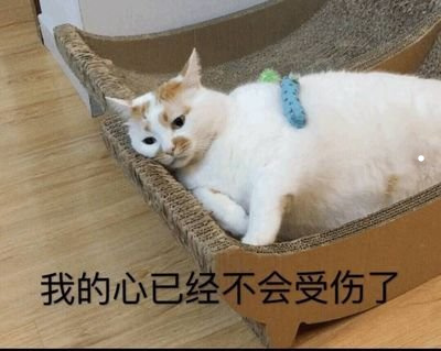 楊冪養(yǎng)貓的照片