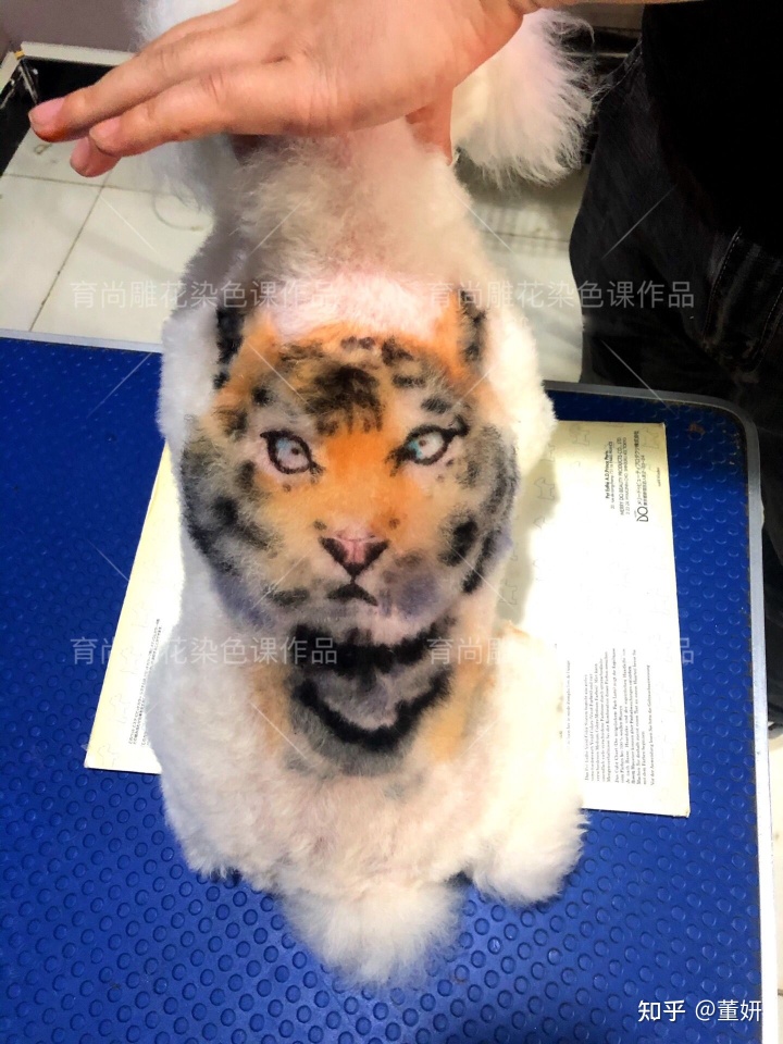 美容除皺針 除皺前后對比_前后照對比驚人圖片_狗狗美容前后對比照