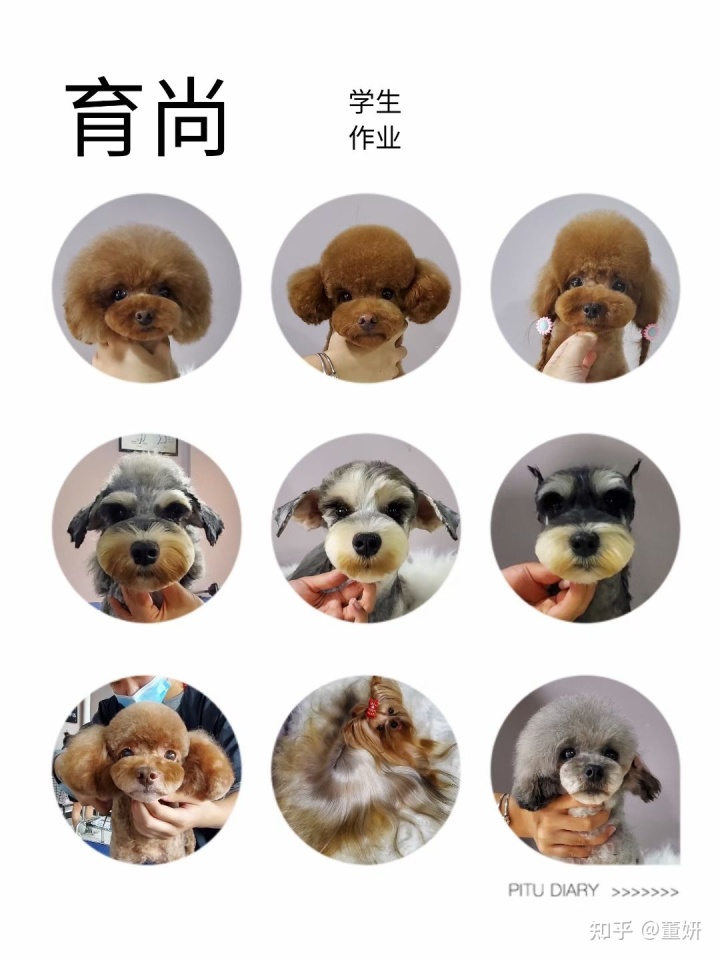 狗狗美容前后對比照_美容除皺針 除皺前后對比_前后照對比驚人圖片