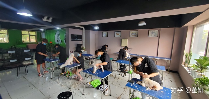 狗狗美容前后對比照_美容除皺針 除皺前后對比_前后照對比驚人圖片