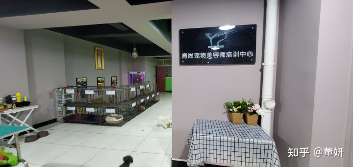 美容除皺針 除皺前后對比_前后照對比驚人圖片_狗狗美容前后對比照