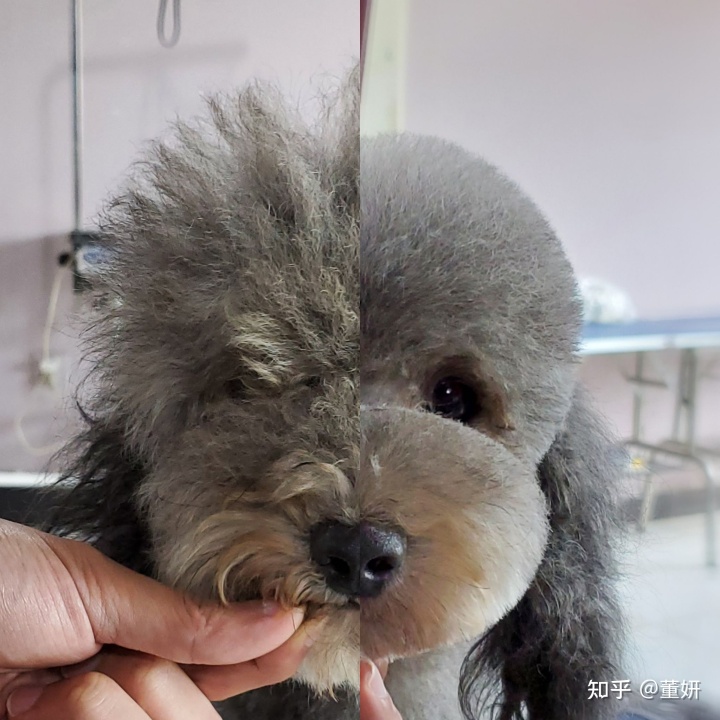 前后照對比驚人圖片_美容除皺針 除皺前后對比_狗狗美容前后對比照