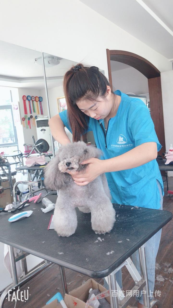 學(xué)給寵物狗狗美容多少錢_學(xué)狗狗美容_撫順哪有學(xué)狗狗美容的