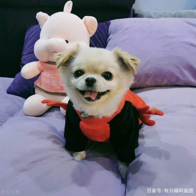 養(yǎng)狗還是養(yǎng)貓_貓比狗好養(yǎng)嗎_狗和貓能一起養(yǎng)破財(cái)嗎