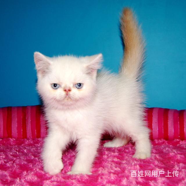 貓類(lèi)比如加菲貓貓品種圖鑒寵物貓品種圖片大全(組圖)