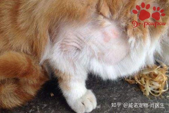 狗弓形體病_雞霉形體病注射量_現(xiàn)世信物狗和弓
