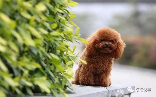 泰迪熊狗怎么挑選好品種_泰迪熊狗圖片_泰迪熊狗圖片大全