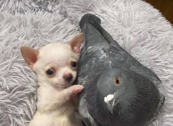 狗 品種_細(xì)狗品種_狗品種