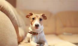 犬牙齒十分重要，新手該如何護理清潔？寵物達人來教你