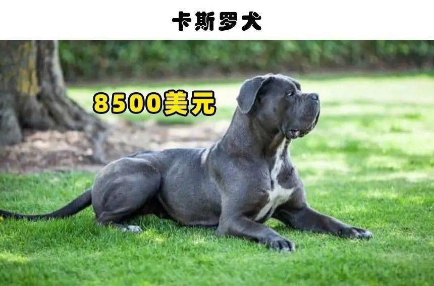 世界上最大的狗 品種_世界最丑的狗品種排名_世界最大的狗品種