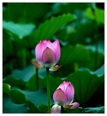 真狗和假雞屬相能配婚嗎_明星一般養(yǎng)什么狗_屬雞的明星養(yǎng)狗