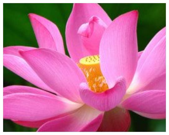 真狗和假雞屬相能配婚嗎_明星一般養(yǎng)什么狗_屬雞的明星養(yǎng)狗