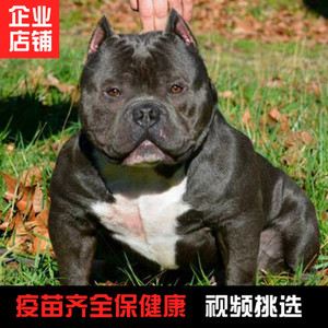 世界上最大的狗品種_世界十大丑狗品種_什么品種狗水門大