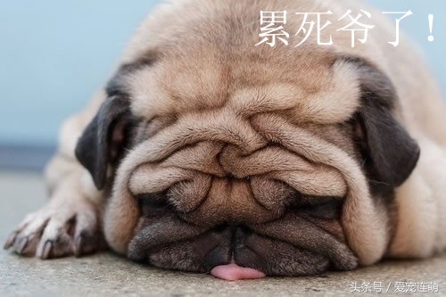 關(guān)于狗狗的成語、俗語、歇后語，居然找不到一個褒義詞
