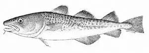 棘鱗蛇鯖與水鱈魚_棘鱗蛇鯖 鱈魚_吃了棘鱗蛇鯖怎么辦