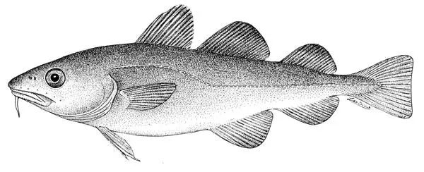 棘鱗蛇鯖 鱈魚_棘鱗蛇鯖與水鱈魚_吃了棘鱗蛇鯖怎么辦