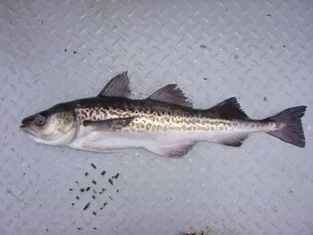 棘鱗蛇鯖與水鱈魚_吃了棘鱗蛇鯖怎么辦_棘鱗蛇鯖 鱈魚